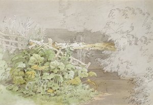 Dockpflanzen an einem schattigen Bach von John White Abbott
