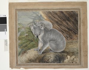 Koala und Junges, 1803, J.W. Lewin