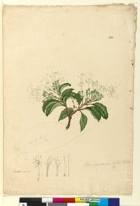 Seite 100. Clerodendrum tomentosum von John William Lewin