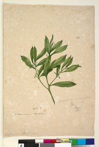 Seite 101. Myoporum acuminatum von John William Lewin