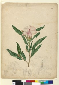 Seite 104. Hibiscus heterophyllus von John William Lewin