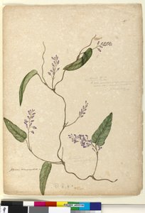Seite 107. Glycine bimaculata von John William Lewin