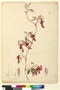 Seite 108. Kennedia rubicunda von John William Lewin