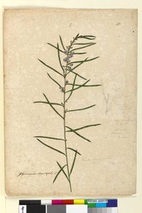 Seite 111. Hovea longifolia von John William Lewin