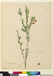 Seite 113. Bossiaea heterophylla von John William Lewin