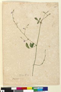 Seite 115. Hedysarum von John William Lewin
