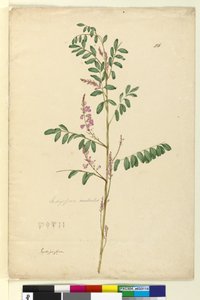 Seite 116. Indigofera australis von John William Lewin