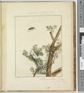 Seite 11. Platte 3 Cryptophasa Septosfermi Pultenae Lewin von John William Lewin
