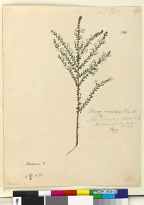 Seite 124. Olearia ramulosa von John William Lewin