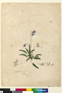 Seite 128. Viola betonicifolia