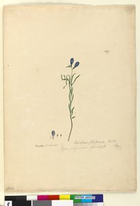 Seite 129. Ionidium filiforme, ca. 1803-06