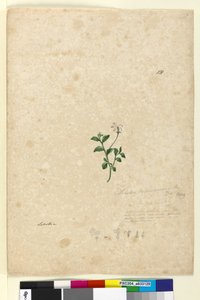 Seite 131. Lobelia purpurascens von John William Lewin