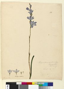 Seite 133. Thelymitra ixioides von John William Lewin