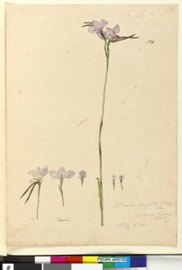 Seite 134. Diuris elongata von John William Lewin