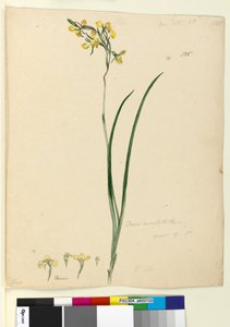 Seite 135. Diuris maculata von John William Lewin