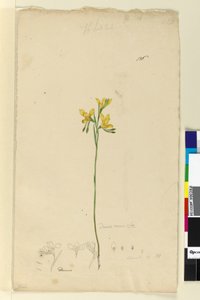 Seite 136. Diuris aurea von John William Lewin