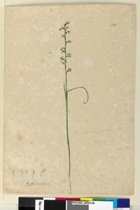 Seite 138. Prasophyllum patens von John William Lewin