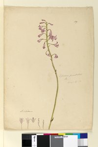 Seite 139. Dipodium punctatum von John William Lewin