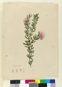 Seite 13. Grevillea punicea, ca. 1803-06 von John William Lewin