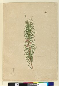 Seite 141. Casuarina strictaAllocasuarina verticillata