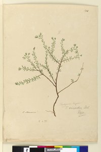 Seite 144. Trachymene linearis von John William Lewin