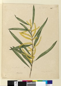 Seite 145. Acacia longifolia von John William Lewin