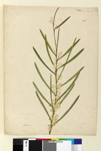Seite 146. Acacia suaveolens von John William Lewin