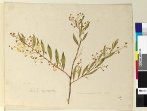 Seite 147. Acacia myrtifolia