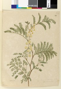 Seite 149. Acacia discolorAcacia terminalis