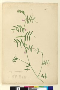 Seite 150. Lathyrus von John William Lewin
