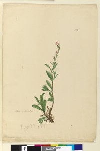 Seite 154. Silene naturalisiert von John William Lewin