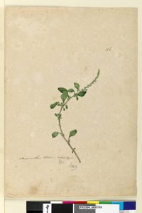 Seite 156. Amaranthus Blitum von John William Lewin