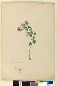 Seite 159. Malva capensis von John William Lewin