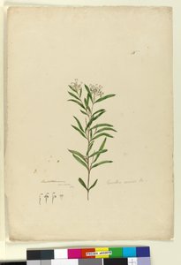 Seite 15. Grevillea sericea von John William Lewin