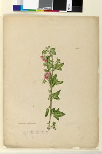 Seite 160. Malva capensis von John William Lewin