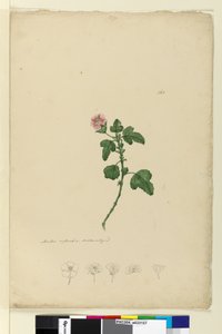 Seite 161. Malva capensis von John William Lewin
