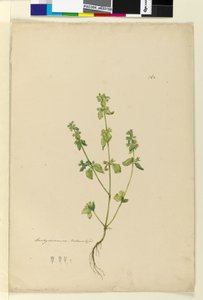 Seite 162. Stachys arvensis von John William Lewin