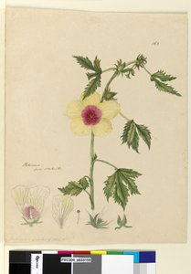 Seite 163. Hibiskus