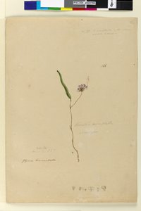 Seite 166. Kennedia monophyllaHardenbergia violacea von John William Lewin