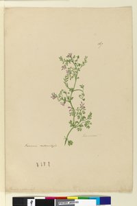 Seite 167. Fumaria naturalisiert von John William Lewin