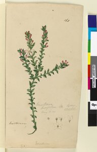 Seite 168. Eriostemon buxifolium von John William Lewin