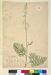 Seite 16. Lomatia silaifolia von John William Lewin