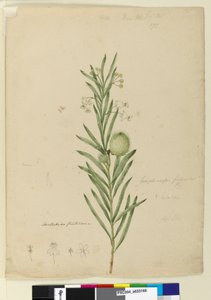 Seite 173. Asclepias fruticosa, ca. 1803-06 von John William Lewin