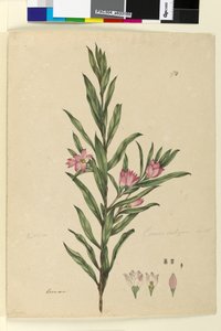 Seite 174. Crowea saligna von John William Lewin