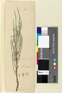 Seite 175. Casuarina stricta Allocasuarina verticillata von John William Lewin