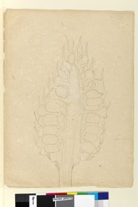 Seite 178a. Zamia von John William Lewin