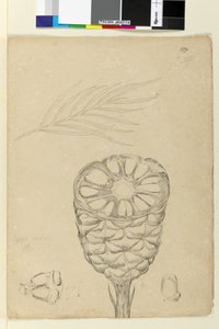 Seite 178b. Spiralis