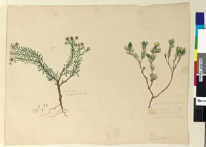 Seite 179. Gompholobium; 180. Poranthera ericafolia von John William Lewin
