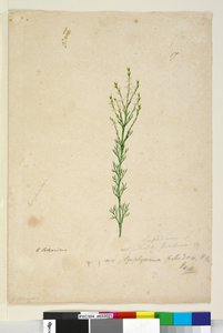 Seite 17. Symphionema paludosum von John William Lewin