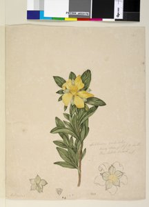 Seite 181. Hibbertia volubilis Hibbertia scandens von John William Lewin
